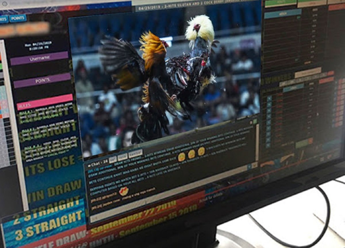Live Cockfighting